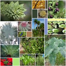 The formation of peltate leaves has been traced to the union of the lobes of a cleft leaf.; Leaf Wikiwand