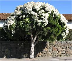 Shown here are flowering and small ornamental trees that robert j kleinberg landscape design likes to use on their projects, with photos and shown here are a sample of some of the best flowering and top performing trees we use with photos and short descriptions. Melaleuca Linariifolia Snow In Summer Beautifully Sculptural Small Tree To About 4m Or 5m In Nz Very Fine H Trees To Plant Specimen Trees Flowering Trees