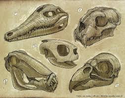 Feng Zhu Design Bones Animal Skulls Animal Drawings Skull Drawing