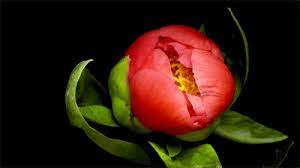 We did not find results for: Pin By Sunshine On Soul Seduction Blooming Flowers Flowers Gif Flower Images