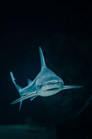 More people may learn about blockchains via this show. Crypto Shark Xd Cryptomarkets
