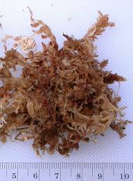 Image result for chilean sphagnum moss