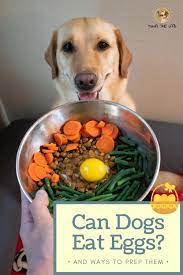 Can Dogs Eat Eggs Healthy Dog Food Recipes Dog Food Recipes Can Dogs Eat Eggs