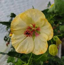 Image result for Abutilon lauraster