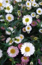 Image result for Hereroa glenensis