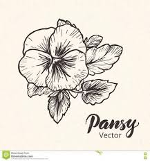 Image Result For Pansy Black And White Drawing Flower Drawing Drawings Black And White Drawing