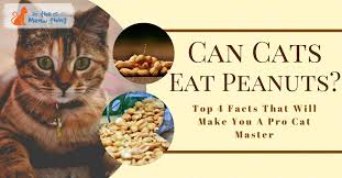 Do Cats Eat Nuts Yasserchemicals Com