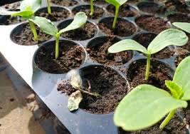 Image result for tomato seedling damping off