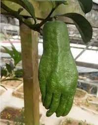 Ja Ich Bin Echt Also Will Mich Nicht Essen Wenn Du Mich Bewegen Willst Werde Ich Meinen Mittelfinger Aufrichten Priroda Ogorodnichestvo Rasteniya