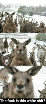 Snow In Australia Funny Aussie Australia Funny Aussie Memes