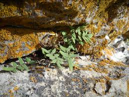 Image result for Pellaea