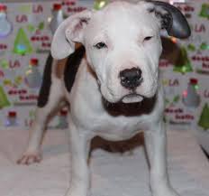 Male red nose pit bull puppy for sale. Pitbull Puppies Pets And Animals For Sale Los Angeles Ca