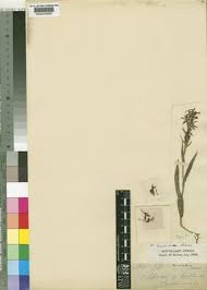 Image result for Brownleea maculata