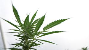 Check spelling or type a new query. Colorado Just Issued The First Marijuana Delivery License In The State Marijuana Moment