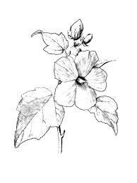 Fleurs 19 Gif Dessin Fleur A Colorier Mes Coloriages Fr Dessin Fleur Dessin Hibiscus Fleur A Colorier