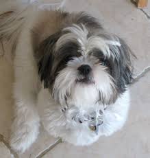 Black And White Maltese Shih Tzu Puppy Zzyzx Bryxx Blog Shih Tzu Dog Shih Tzu Shih Tzu Puppy