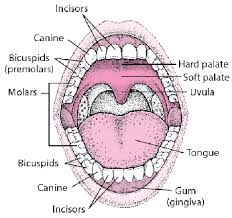 As per your query tiny small bumps on the hard palate just behind front two teeth can be most commonly due to injury with some hard or hot food now and many a times such small bumps come and go unnoticed in mouth as mouth is a place where small irritations keeps on happening daily and. Biology Of The Mouth Mouth And Dental Disorders Merck Manuals Consumer Version