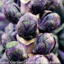 Difenoconazole 25% ecbe kış buğday uygulanan, oilseed tecavüz, brüksel lahanası, lahana, brokoli/calabrese ve karnabahar. Mor Bruksel Lahanasi Tohumlari Brassica Oleracea Convar Oleracea Var Gemmifera 96 Tohum Brassica Oleracea Var Gemmifera Garden Seeds Market Ucretsiz Kargo