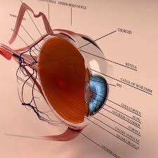 3d Anatomy Model Of Human Eye Human Eye Eye Anatomy 3d Anatomy Model