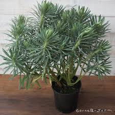 Image result for Euphorbia williamsonii