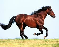 running horse horses s