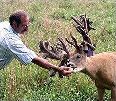 After the movement of the u.s. Biggest Buck Ever