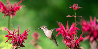 Check spelling or type a new query. Make Friends With A Hummingbird Fun Ideas For Kids Visit The Plant Experts At Platt Hill Nursery