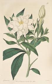 Image result for Gardenia transvenulosa