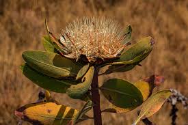 Image result for Protea angolensis