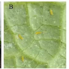 Image result for thrips damage on cucumber