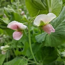 Image result for Pisum