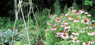 They need less fertilizers, pesticides or use less water. 8 Rules For A Great Maine Garden Down East Magazine