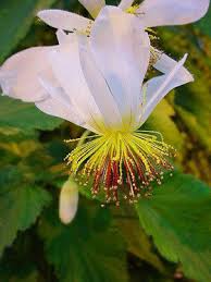 Image result for Sparrmannia ricinocarpa