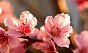However, trees do not produce fruits just for us. 15 Beautiful Fruit Tree Flowers And Blossoms