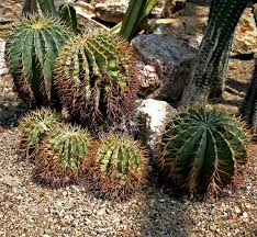 How to save a cactus rotting top down. Ferocactus Wikipedia