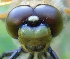 Black And Yellow Dragonfly With Green Eyes Dragonflies Have Very Big Eyes For Their Body S Proportion They Use Their Huge Eyes To Hunt Bugs And It Helps Dragonfly Eyes Dragonfly Facts Dragonfly Images