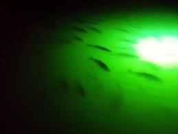 Night Fishing With A Light Attractor