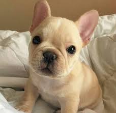 Lancaster puppies advertises puppies for sale in pa, as well as ohio, indiana, new york and other states. French Bulldog Puppy For Sale In East Haven Ct Adn 50182 On Puppyfinder Com Gender Male Age Bulldog Puppies French Bulldog Puppies English Bulldog Puppies