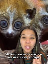 Mort Madagascar Look Alike Animal