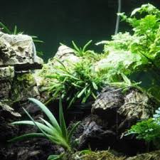 Image result for Angraecum cultriforme