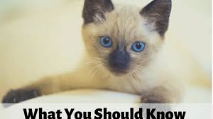 Because of differing tastes among cat fanciers. Siamese Cats What You Should Know Before Getting One Pethelpful By Fellow Animal Lovers And Experts