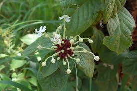 Image result for Clerodendrum capitatum