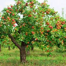 Apple, peach, plum and pear trees all grow well in a variety of climates. Summer Fruit Tree Thinning And Pruning For Quality The Crosspollinators