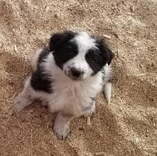 We have been involved with dogs since we met over 30 years ago. Border Collie Puppy Dog For Sale In Wellington Colorado
