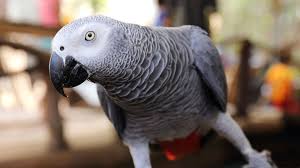 African grey parrots are not just top talkers, these birds are also known for their extreme intelligence. How To Buy A Talking Bird Matador Network