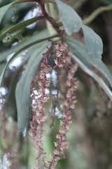 Image result for Rhipidoglossum rutilum