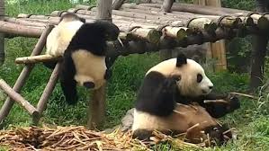 Video Clumsy Baby Panda In China Scares His Mum With Quick Fall Daily Mail Online