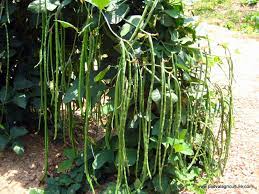 Growing Cowpeas 7 Steps How To Grow Cowpea And Enrich Soil