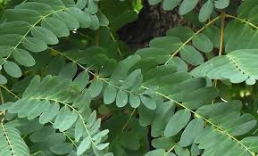 Image result for Tipuana