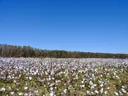 In Them Old Cotton Fields Twelve Mile Circle An Appreciation Of Unusual Places